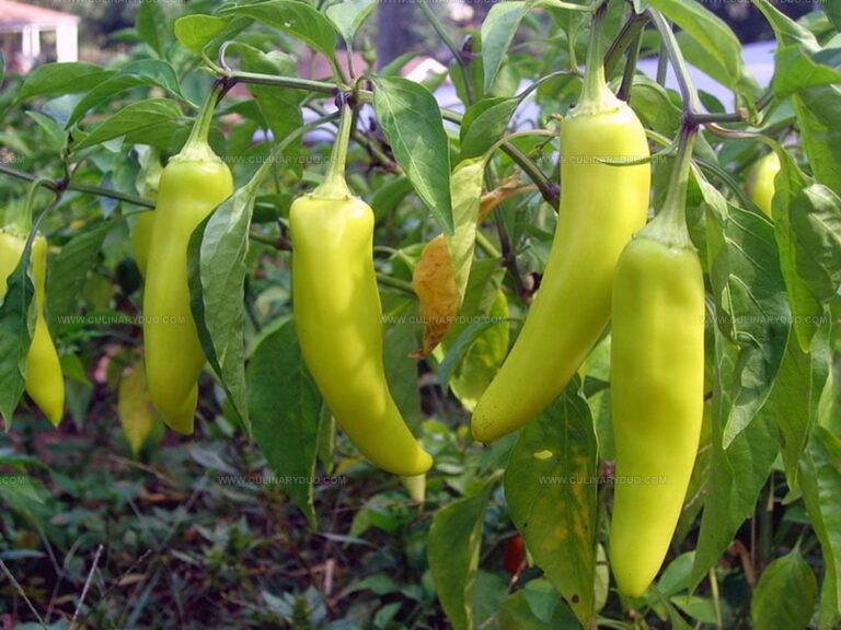 Banana Peppers or Pepperoncini: Can You Taste the Difference?