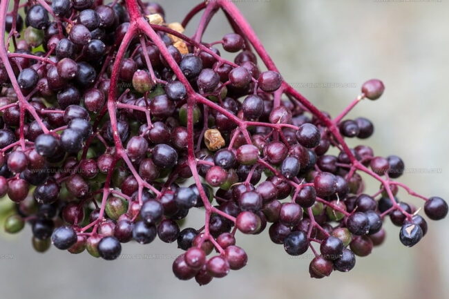 Elderberries: What to Know