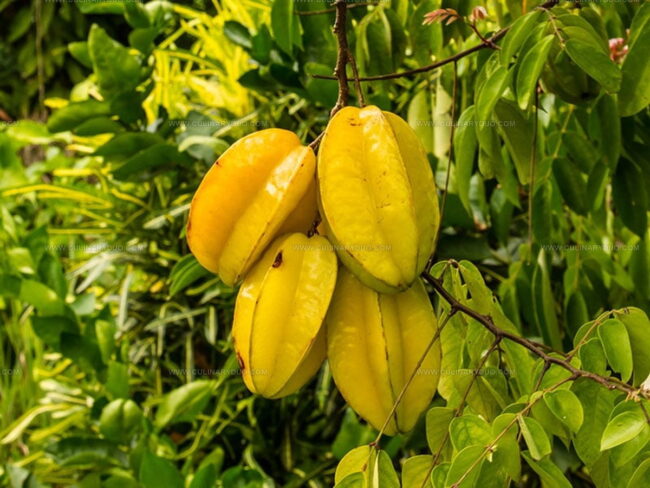 Star Fruit: Health Highlights