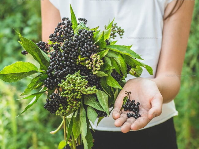 Elderberry: Health Benefits