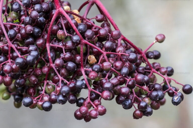 What Do Elderberries Taste Like? Find Out Nature's Berry Secret