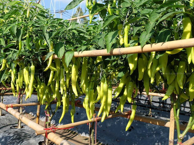 Banana Peppers vs. Pepperoncini Peppers