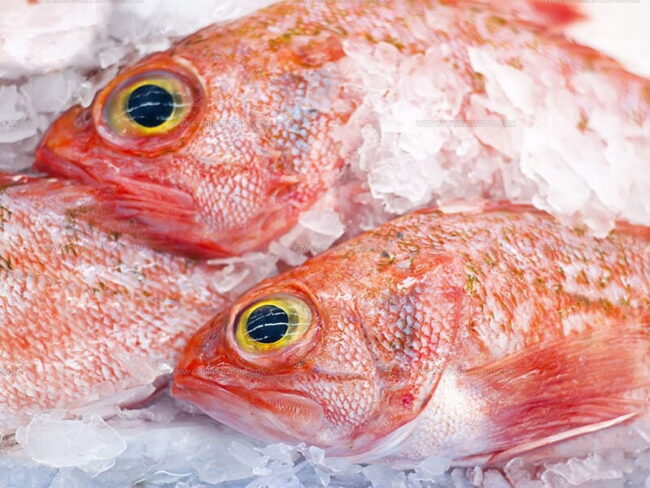 How Rockfish Tastes