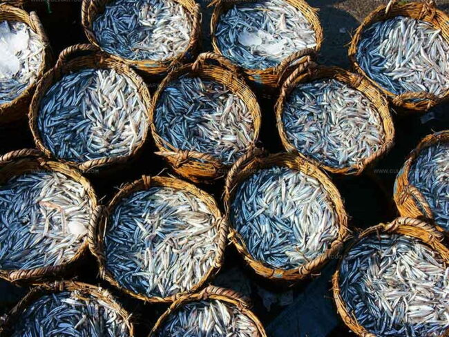 Anchovies: Health Benefits