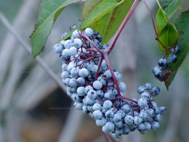 Ways to Use Elderberries